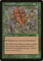 Ancient Silverback