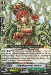 Tulip Musketeer, Almira