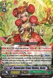 Ranunculus Flower Maiden, Ahsha